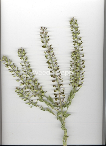 pepperweed, field